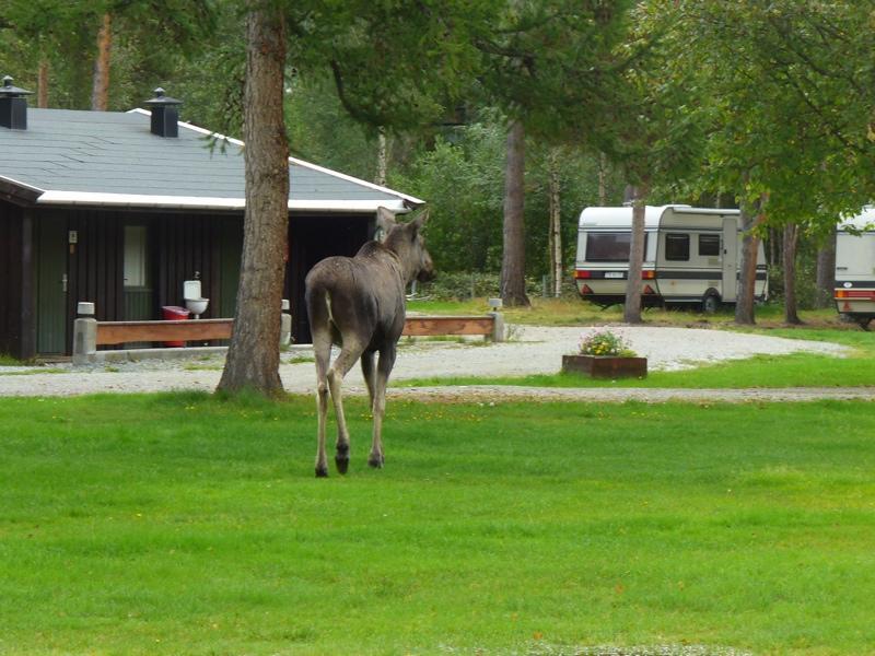 Furuly Camping Nordberg Exteriör bild